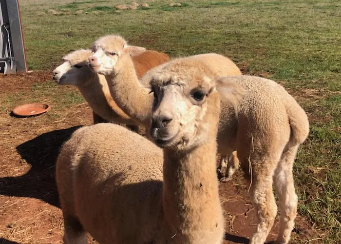 New Horizons Farm Stay Smeaton