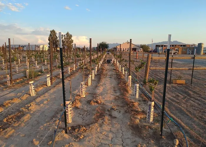 Black Star Ranch Vineyard Pahrump
