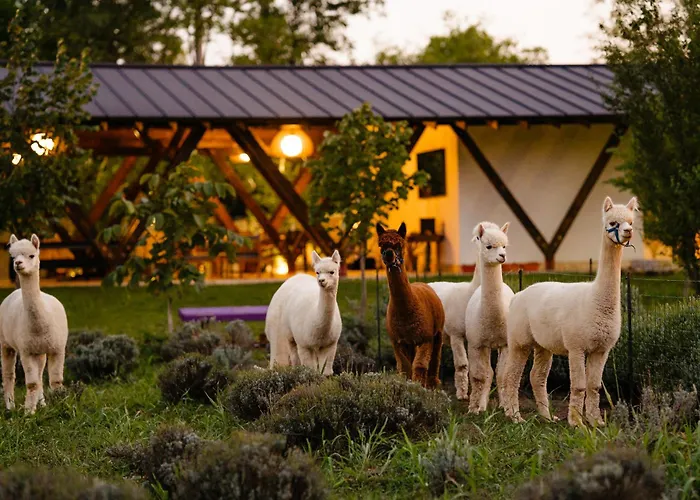 The Tribe Alpaca Retreat Hotel Branesti